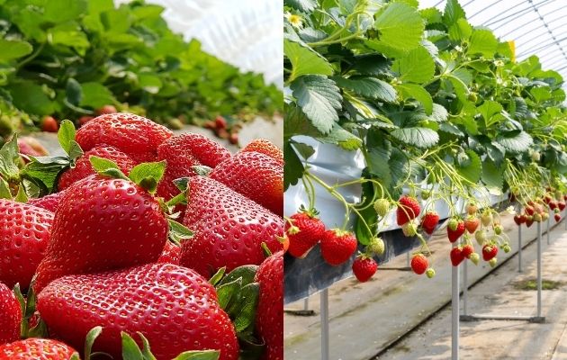 Temiz Bir Gelecek İçin Sürdürülebilir Tarım…